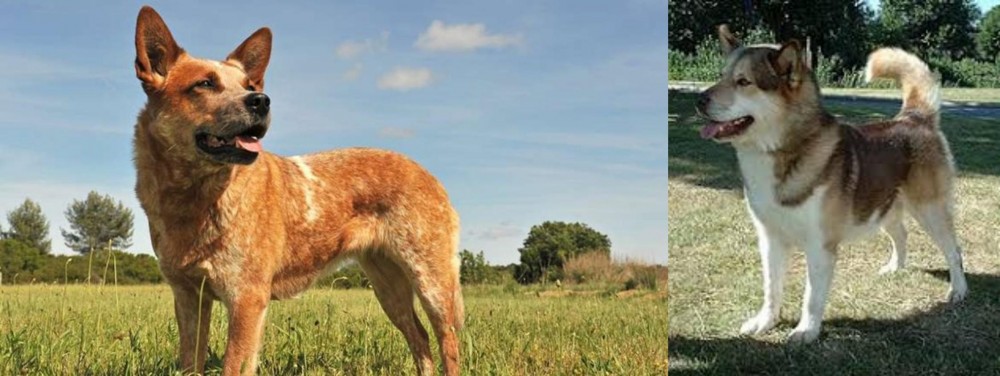Greenland Dog vs Australian Red Heeler - Breed Comparison