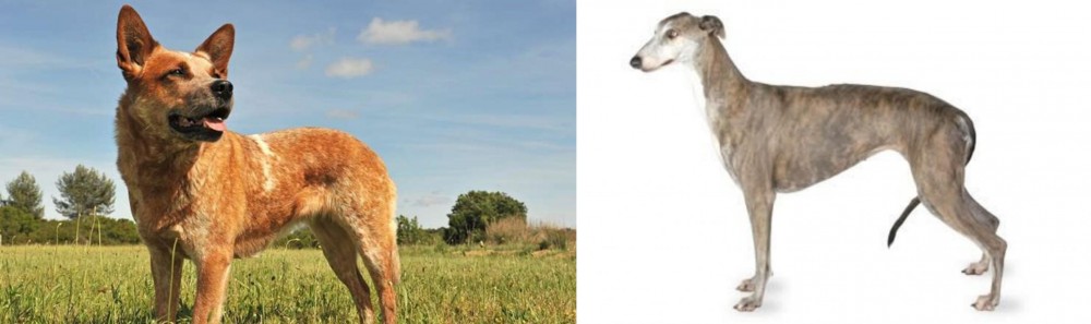 Greyhound vs Australian Red Heeler - Breed Comparison