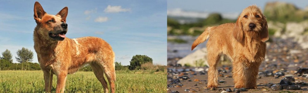 Griffon Fauve de Bretagne vs Australian Red Heeler - Breed Comparison
