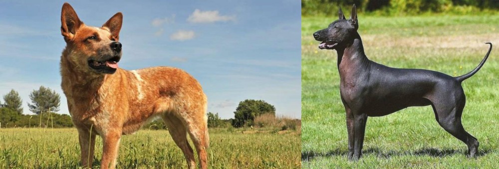 Hairless Khala vs Australian Red Heeler - Breed Comparison