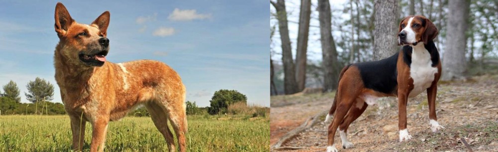 Hamiltonstovare vs Australian Red Heeler - Breed Comparison