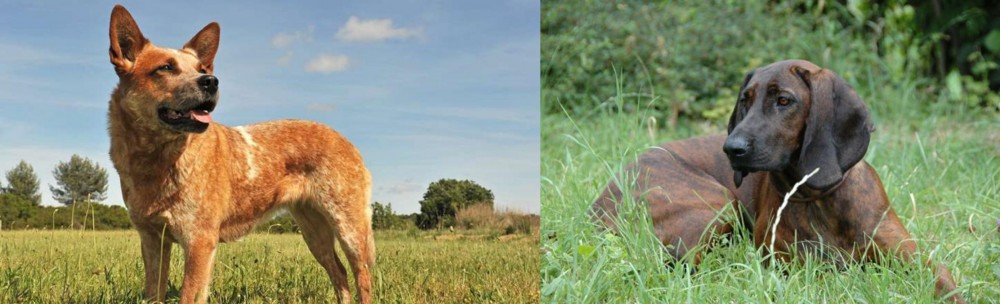Hanover Hound vs Australian Red Heeler - Breed Comparison