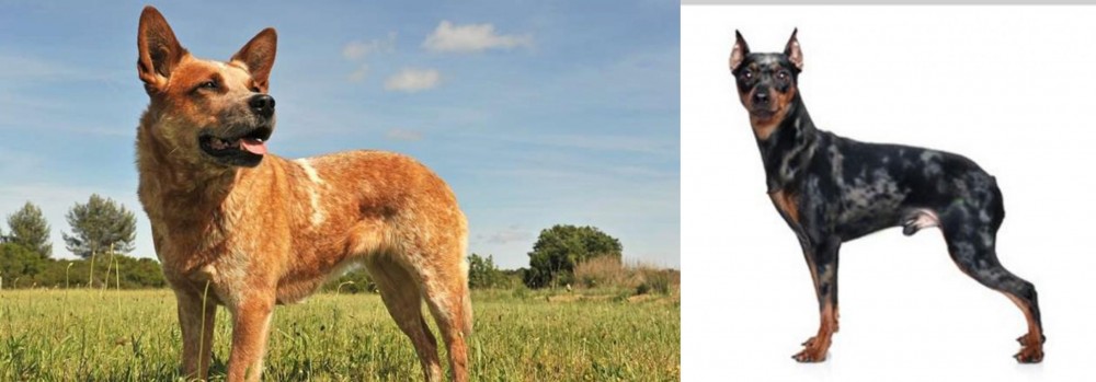 Harlequin Pinscher vs Australian Red Heeler - Breed Comparison