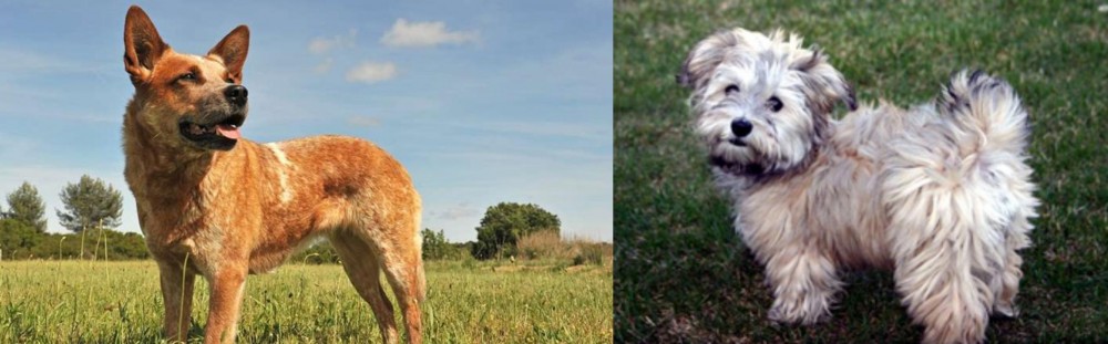 Havapoo vs Australian Red Heeler - Breed Comparison