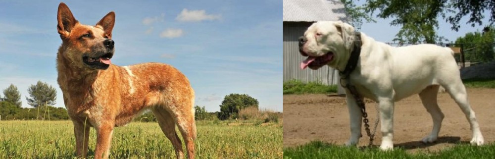 Hermes Bulldogge vs Australian Red Heeler - Breed Comparison
