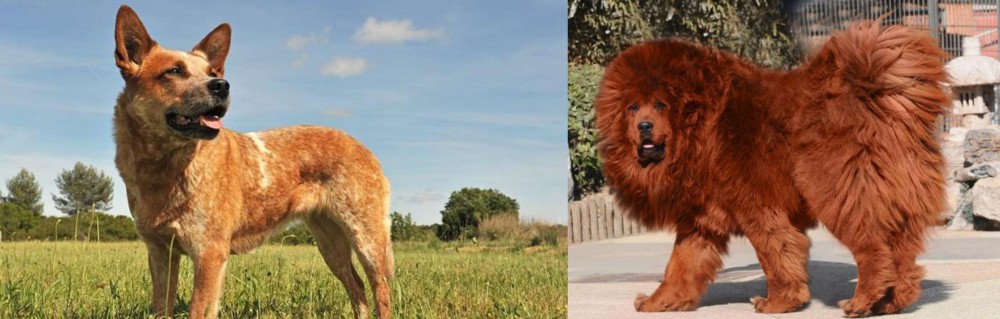 Himalayan Mastiff vs Australian Red Heeler - Breed Comparison