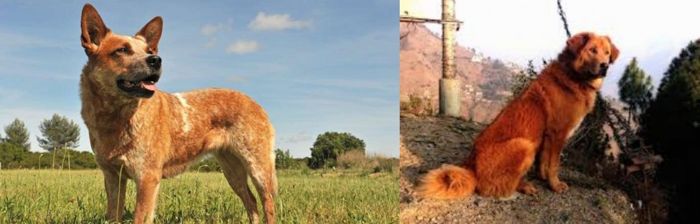 Himalayan Sheepdog vs Australian Red Heeler - Breed Comparison