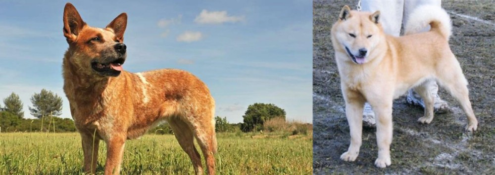 Hokkaido vs Australian Red Heeler - Breed Comparison