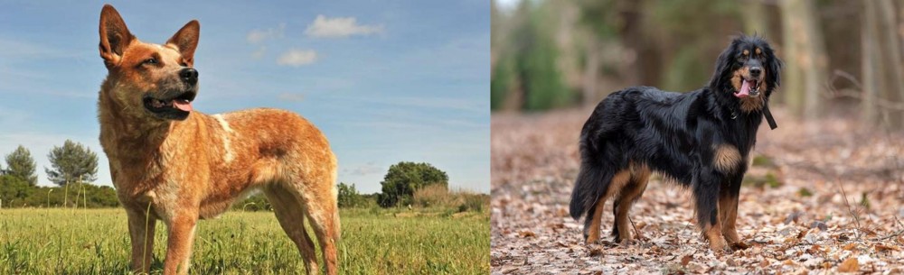 Hovawart vs Australian Red Heeler - Breed Comparison