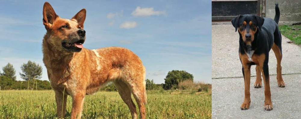 Hungarian Hound vs Australian Red Heeler - Breed Comparison