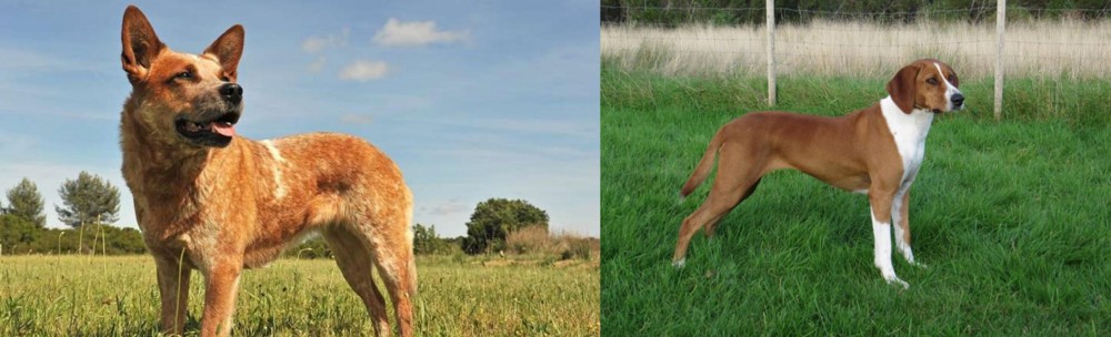 Hygenhund vs Australian Red Heeler - Breed Comparison