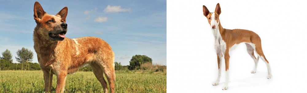 Ibizan Hound vs Australian Red Heeler - Breed Comparison