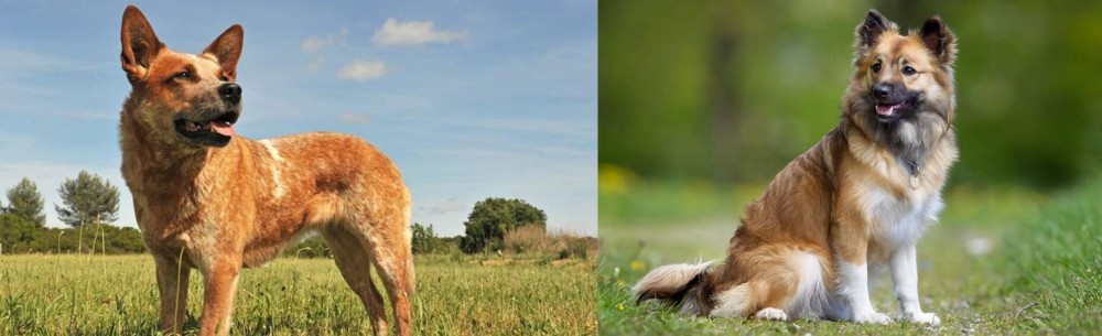 Icelandic Sheepdog vs Australian Red Heeler - Breed Comparison