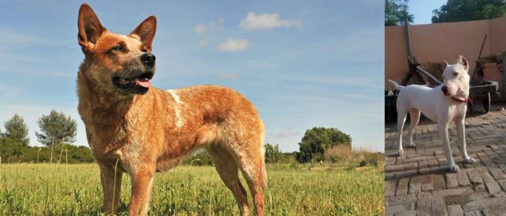 Indian Bull Terrier vs Australian Red Heeler - Breed Comparison