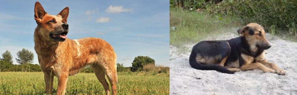 Indian Pariah Dog vs Australian Red Heeler - Breed Comparison