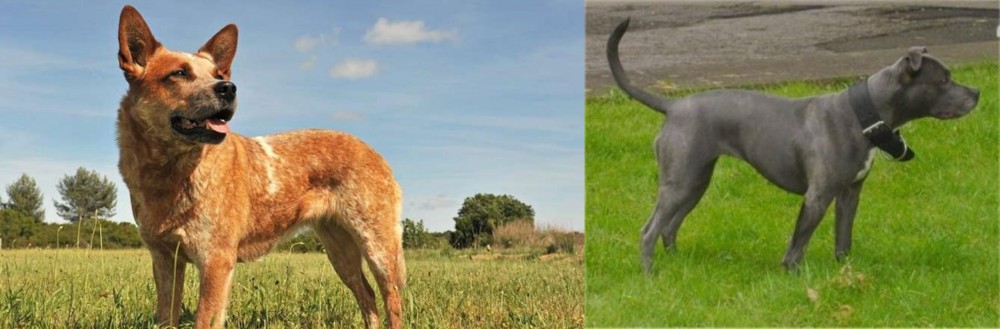 Irish Bull Terrier vs Australian Red Heeler - Breed Comparison