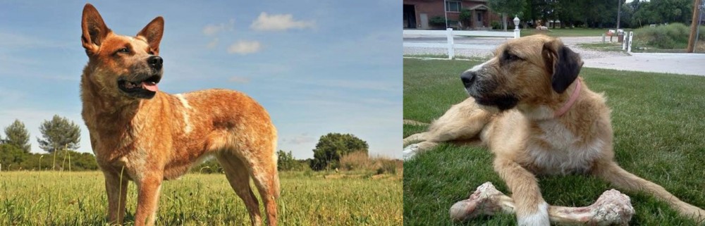 Irish Mastiff Hound vs Australian Red Heeler - Breed Comparison