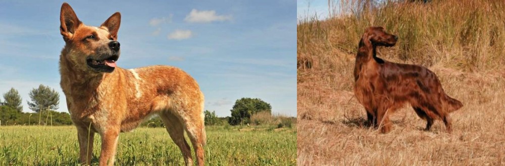 Irish Setter vs Australian Red Heeler - Breed Comparison