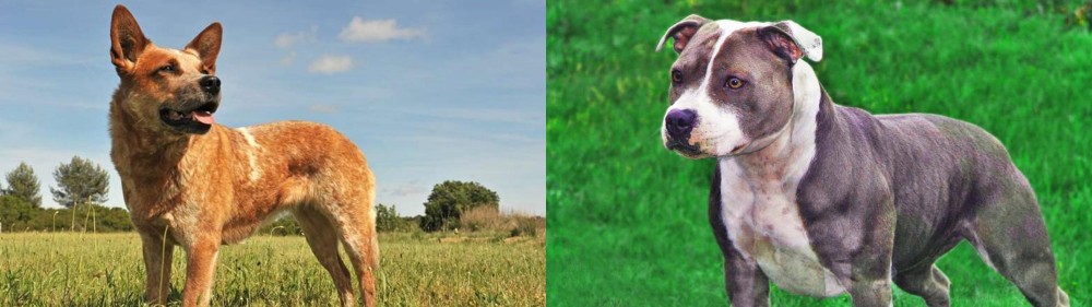 Irish Staffordshire Bull Terrier vs Australian Red Heeler - Breed Comparison