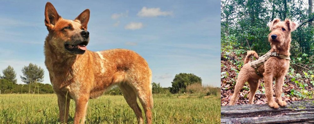 Irish Terrier vs Australian Red Heeler - Breed Comparison