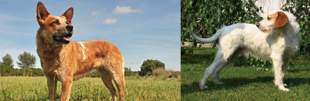 Istarski Ostrodlaki Gonic vs Australian Red Heeler - Breed Comparison