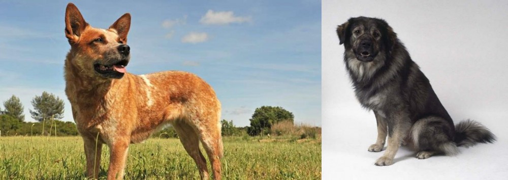 Istrian Sheepdog vs Australian Red Heeler - Breed Comparison