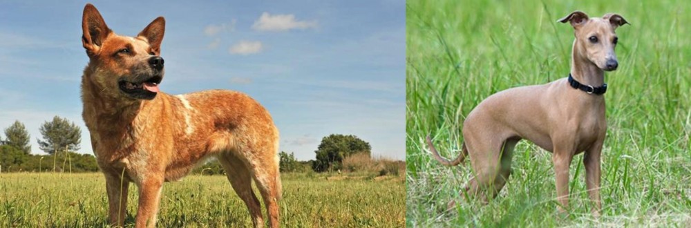 Italian Greyhound vs Australian Red Heeler - Breed Comparison