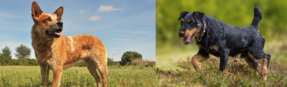Jagdterrier vs Australian Red Heeler - Breed Comparison