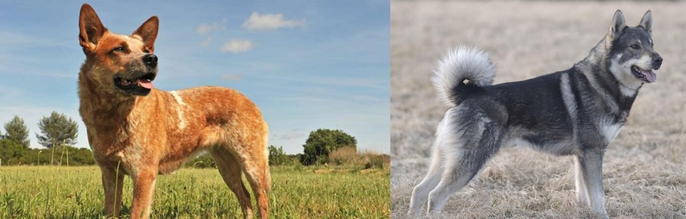 Jamthund vs Australian Red Heeler - Breed Comparison