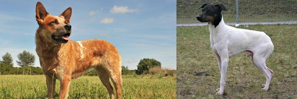 Japanese Terrier vs Australian Red Heeler - Breed Comparison