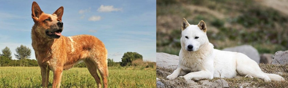 Jindo vs Australian Red Heeler - Breed Comparison