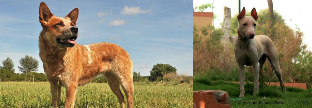 Jonangi vs Australian Red Heeler - Breed Comparison