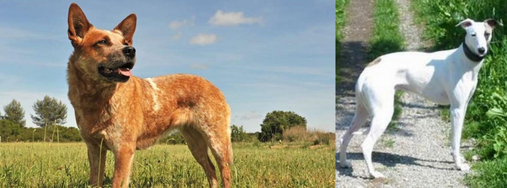 Kaikadi vs Australian Red Heeler - Breed Comparison