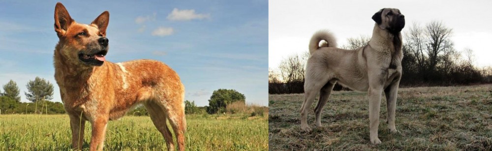 Kangal Dog vs Australian Red Heeler - Breed Comparison