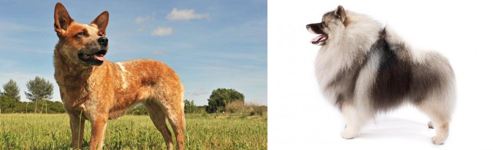 Keeshond vs Australian Red Heeler - Breed Comparison