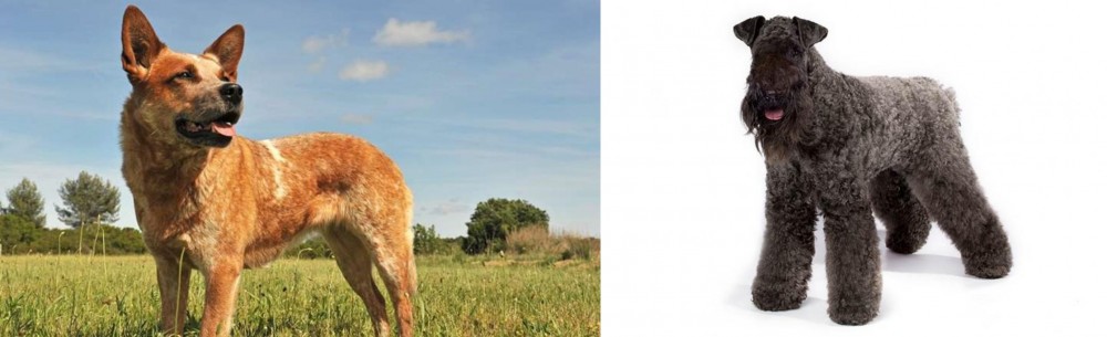 Kerry Blue Terrier vs Australian Red Heeler - Breed Comparison