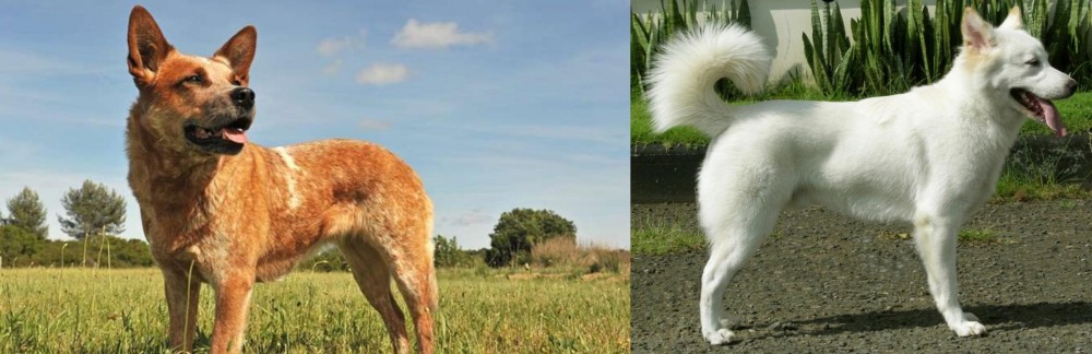 Kintamani vs Australian Red Heeler - Breed Comparison