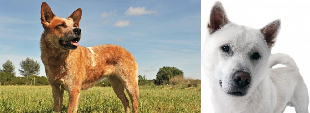 Kishu vs Australian Red Heeler - Breed Comparison