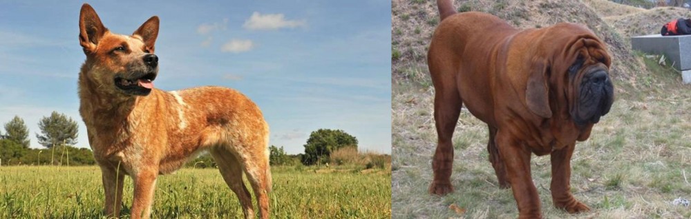 Korean Mastiff vs Australian Red Heeler - Breed Comparison