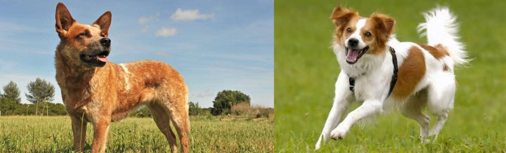 Kromfohrlander vs Australian Red Heeler - Breed Comparison