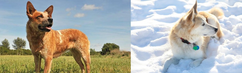 Labrador Husky vs Australian Red Heeler - Breed Comparison