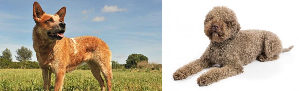 Lagotto Romagnolo vs Australian Red Heeler - Breed Comparison