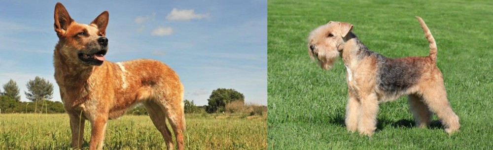 Lakeland Terrier vs Australian Red Heeler - Breed Comparison