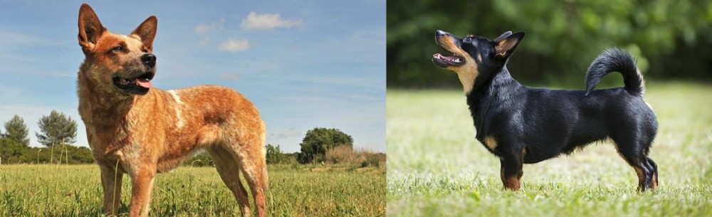 Lancashire Heeler vs Australian Red Heeler - Breed Comparison