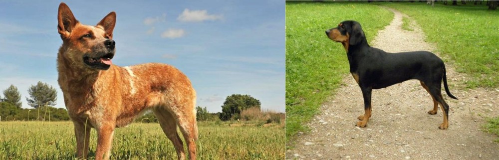 Latvian Hound vs Australian Red Heeler - Breed Comparison