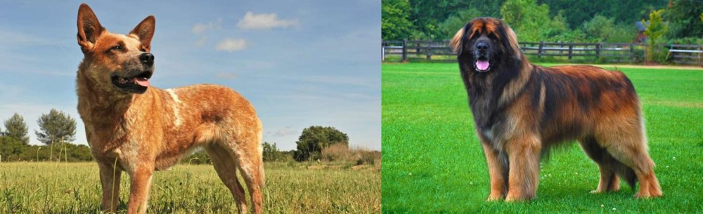 Leonberger vs Australian Red Heeler - Breed Comparison