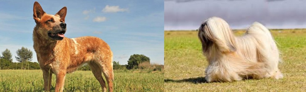 Lhasa Apso vs Australian Red Heeler - Breed Comparison