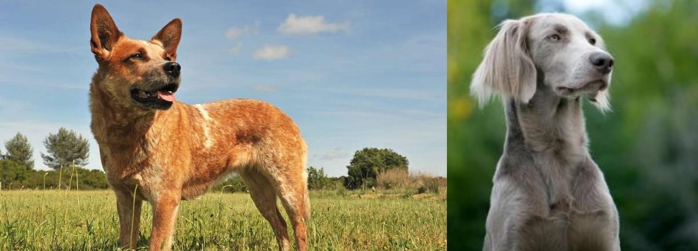Longhaired Weimaraner vs Australian Red Heeler - Breed Comparison