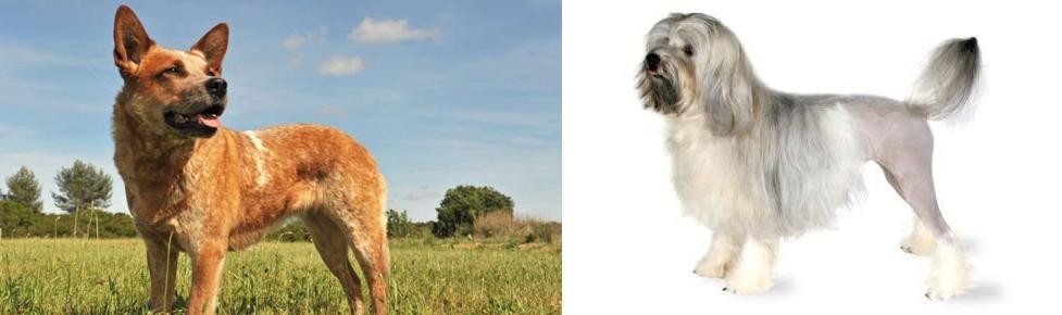 Lowchen vs Australian Red Heeler - Breed Comparison