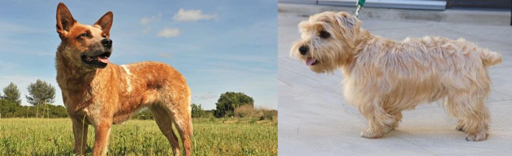 Lucas Terrier vs Australian Red Heeler - Breed Comparison